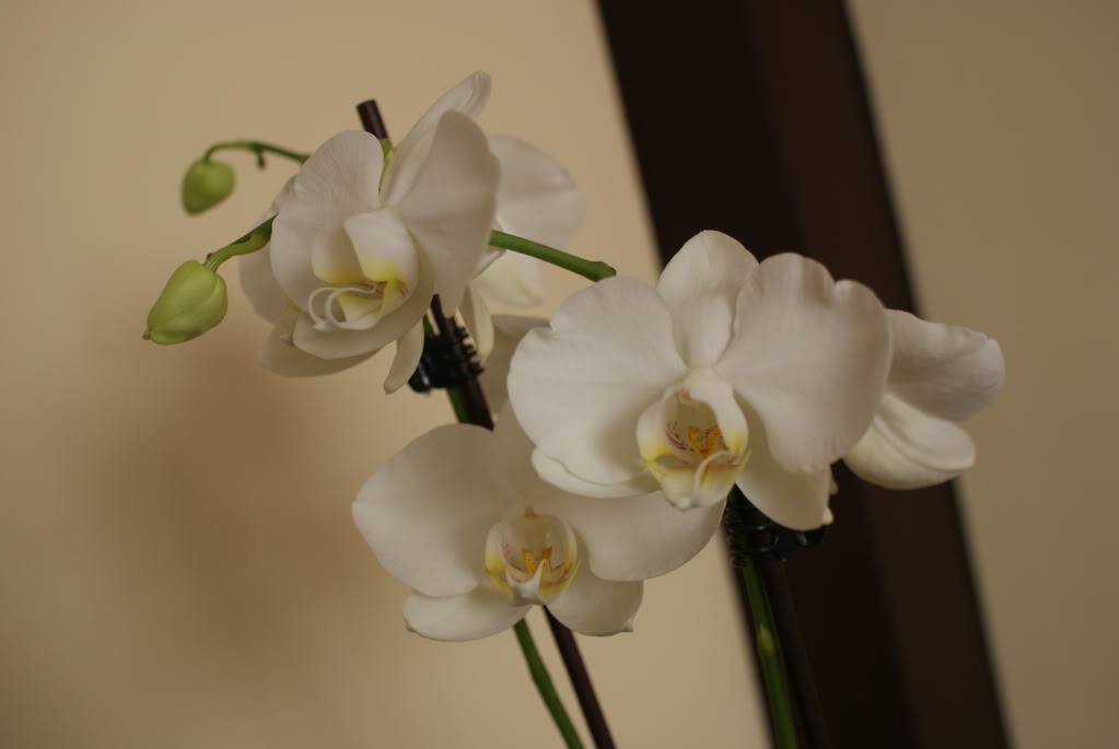DSC04373.jpg