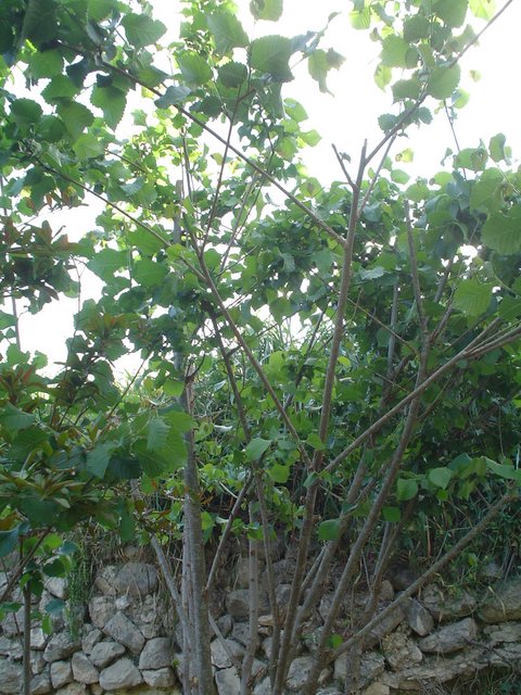 DSC04383-1.JPG