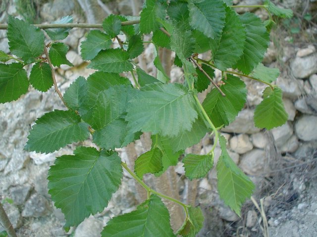DSC04384.JPG