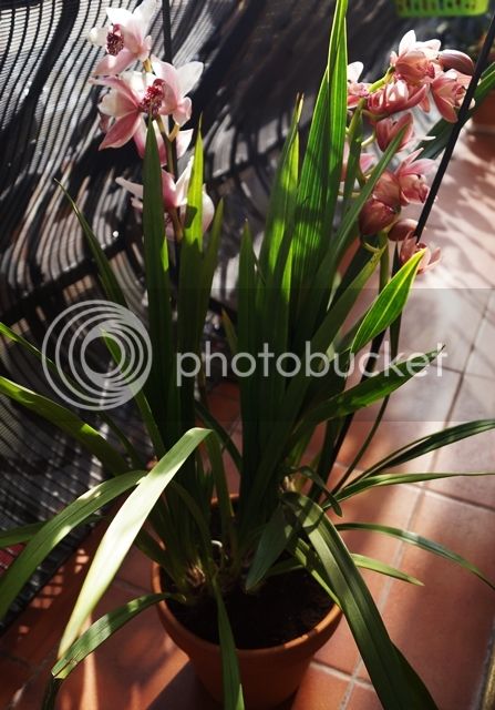 DSC04385_zps61y5vgmu.jpg
