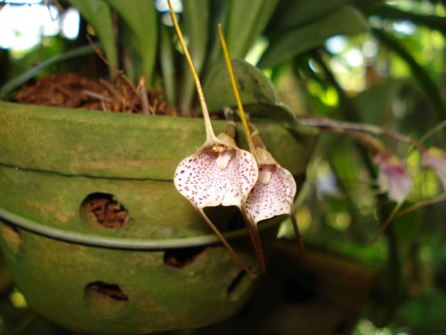 DSC04391.jpg