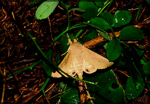 DSC04412_copiar.jpg