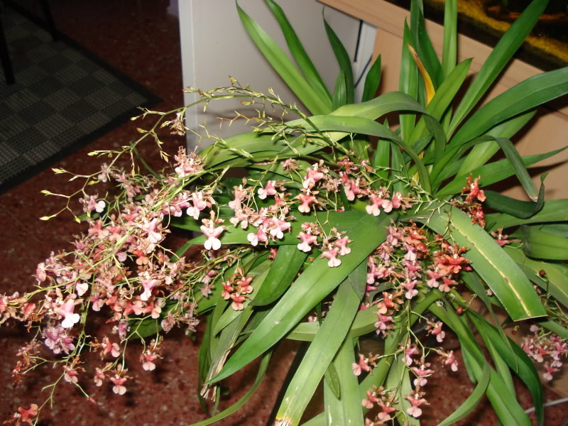 DSC04427.jpg