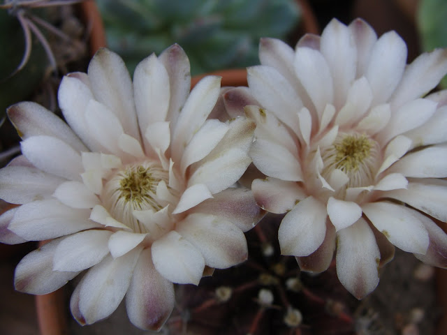 DSC04441.JPG