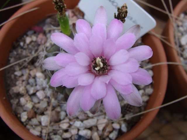DSC04444.JPG