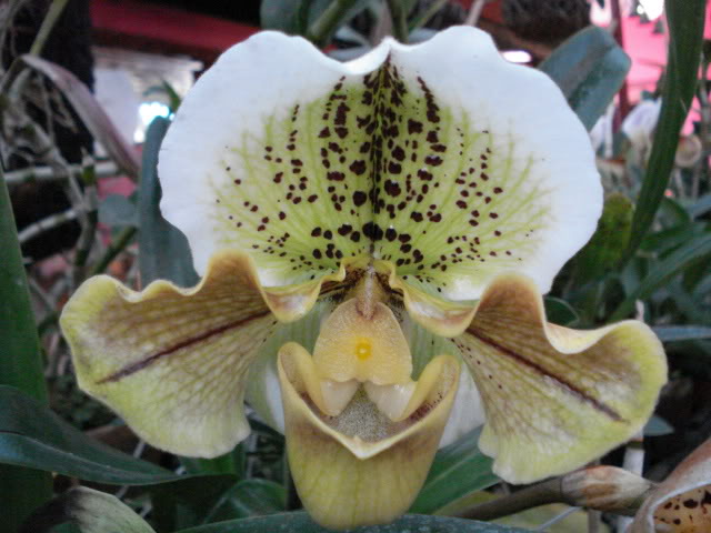 DSC04447.jpg