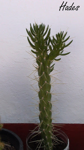 DSC04449+copia.jpg