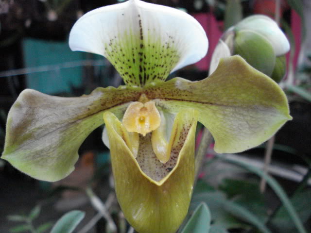 DSC04450.jpg