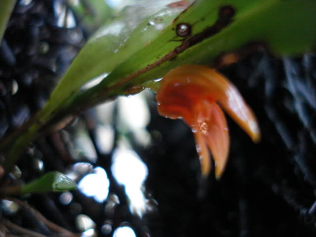 DSC04481.jpg