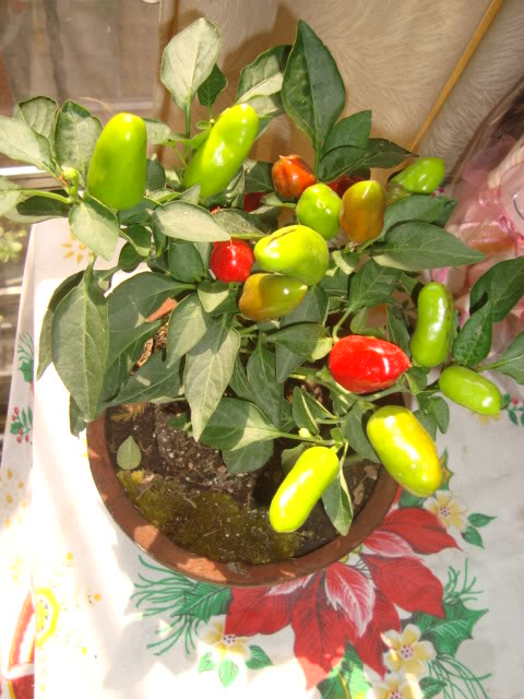 DSC04486.jpg