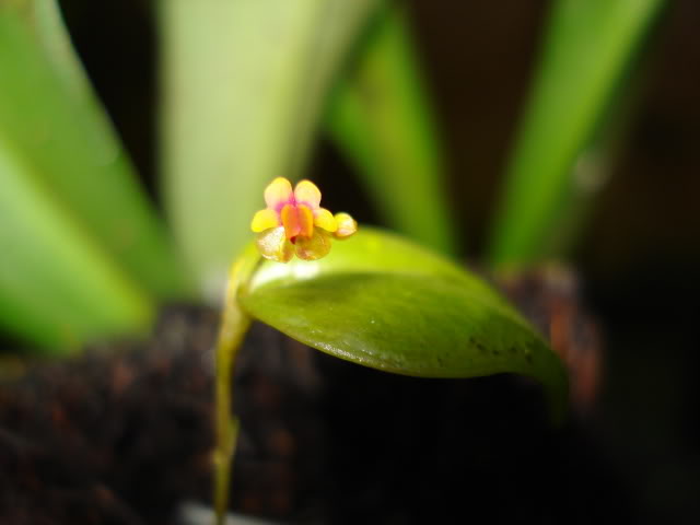 DSC04502.jpg