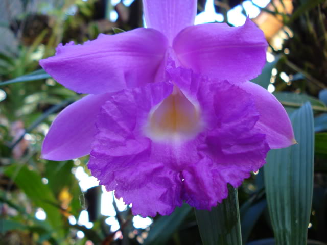DSC04508.jpg
