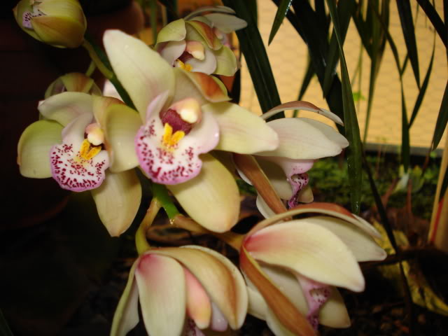 DSC04510.jpg