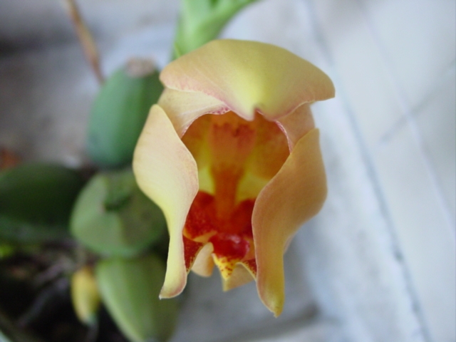 DSC04518.JPG