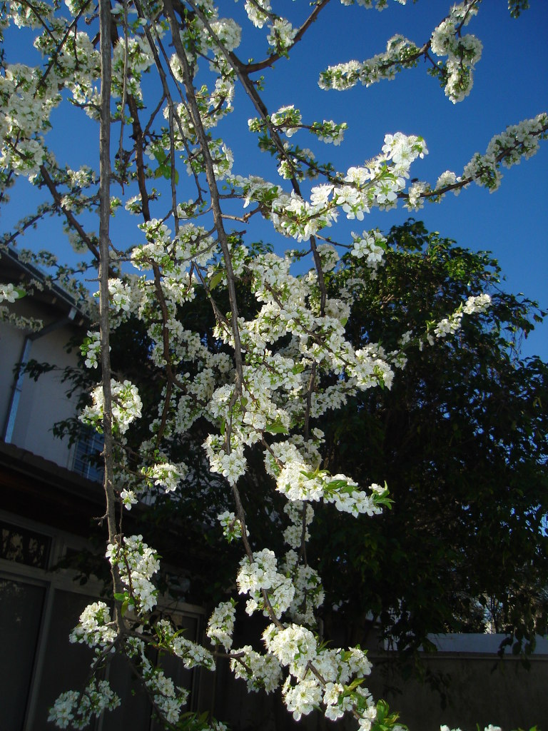 DSC04527.jpg