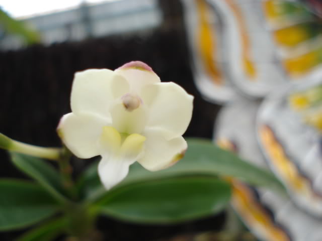 DSC04528.jpg