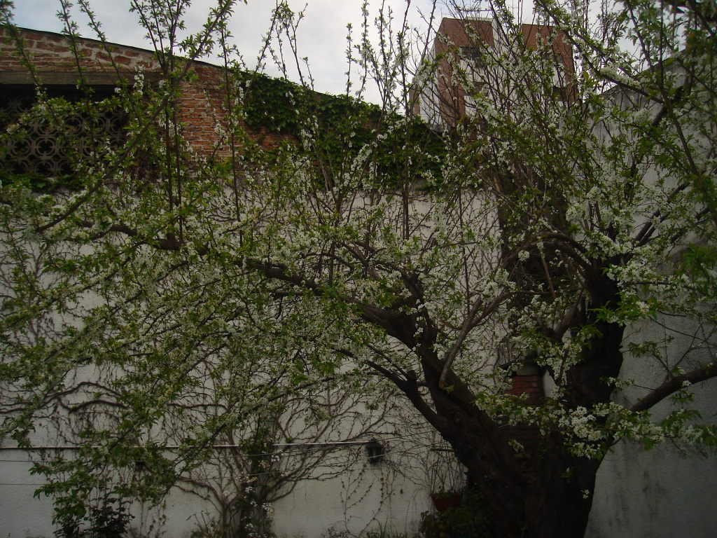 DSC04529.jpg
