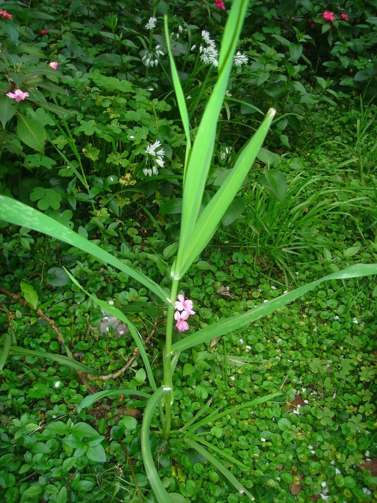 DSC04530.jpg