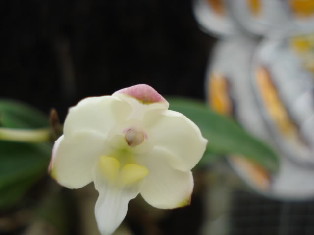 DSC04531.jpg