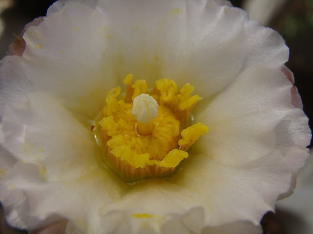 DSC04536.JPG