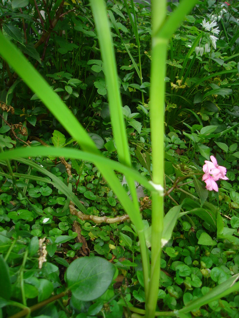 DSC04536.jpg