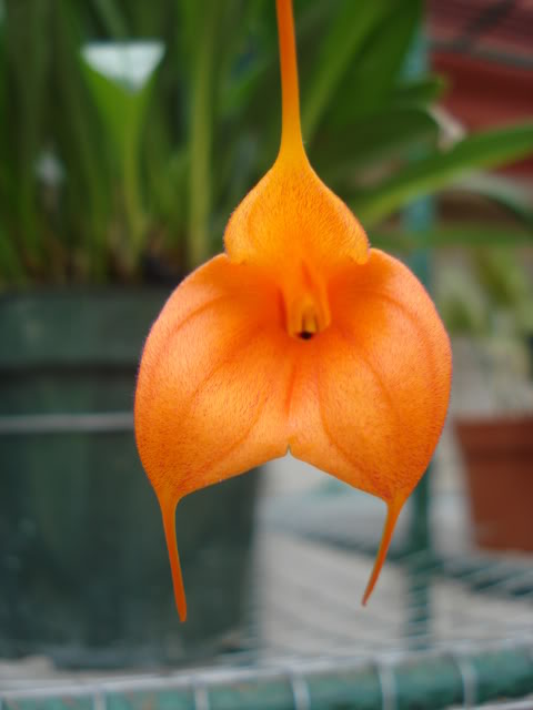 DSC04537.jpg