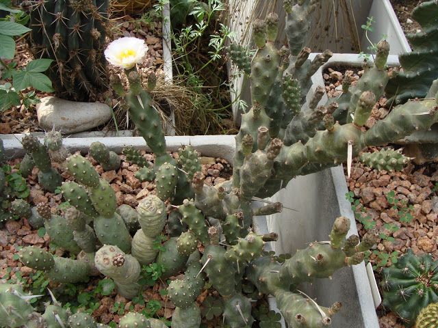 DSC04537.JPG