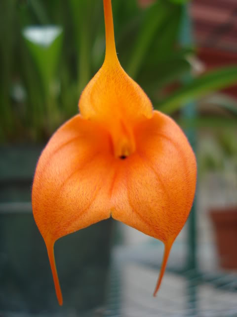 DSC04539.jpg