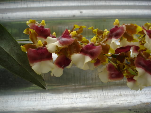 DSC04544.jpg