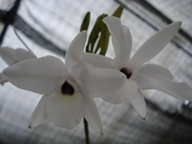 DSC04546.jpg