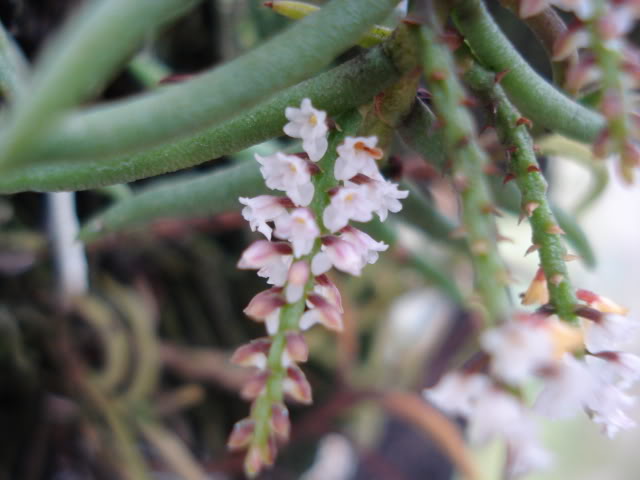 DSC04552.jpg