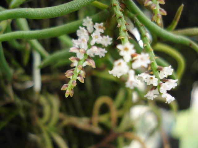 DSC04554.jpg