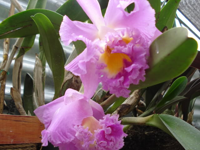 DSC04560.jpg