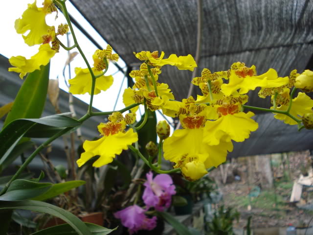 DSC04561.jpg
