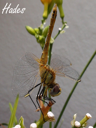 DSC04563.jpg