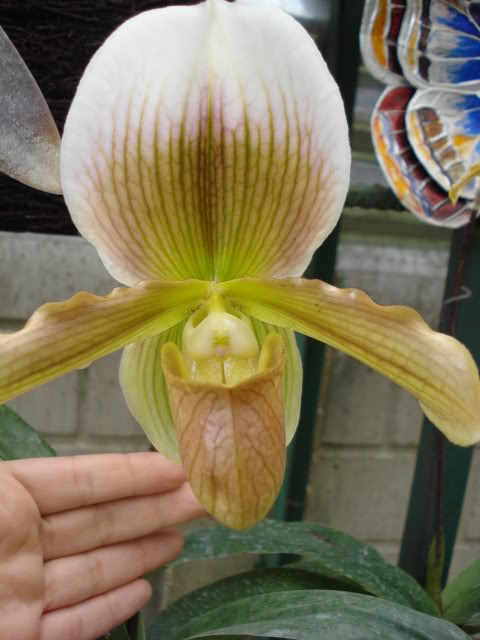 DSC04568.jpg