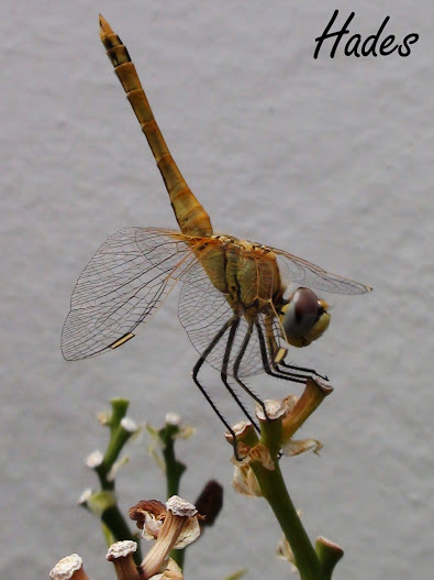DSC04574.jpg