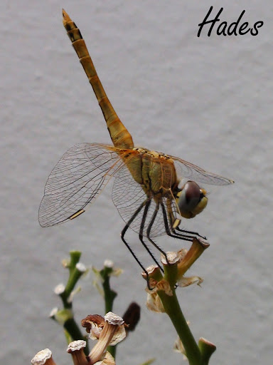 DSC04574.jpg