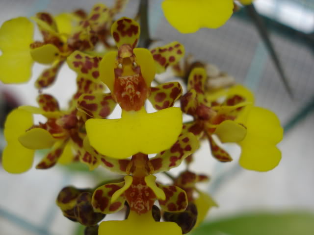 DSC04576.jpg