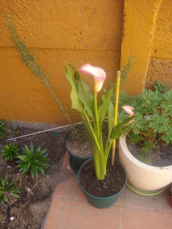 DSC04587.jpg