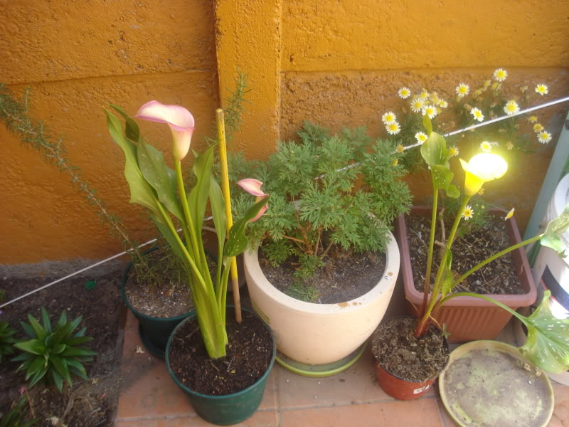 DSC04588.jpg