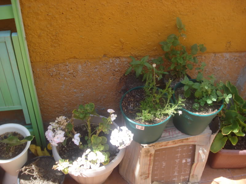 DSC04591.jpg