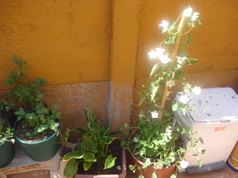 DSC04592.jpg