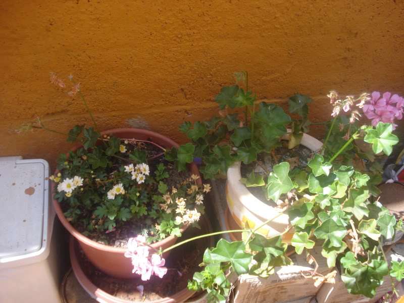 DSC04593.jpg