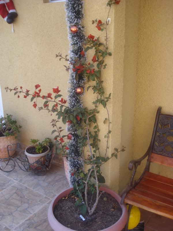 DSC04595.jpg