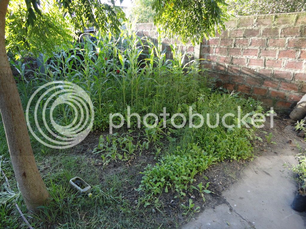 DSC04617_zpstqutuaci.jpg