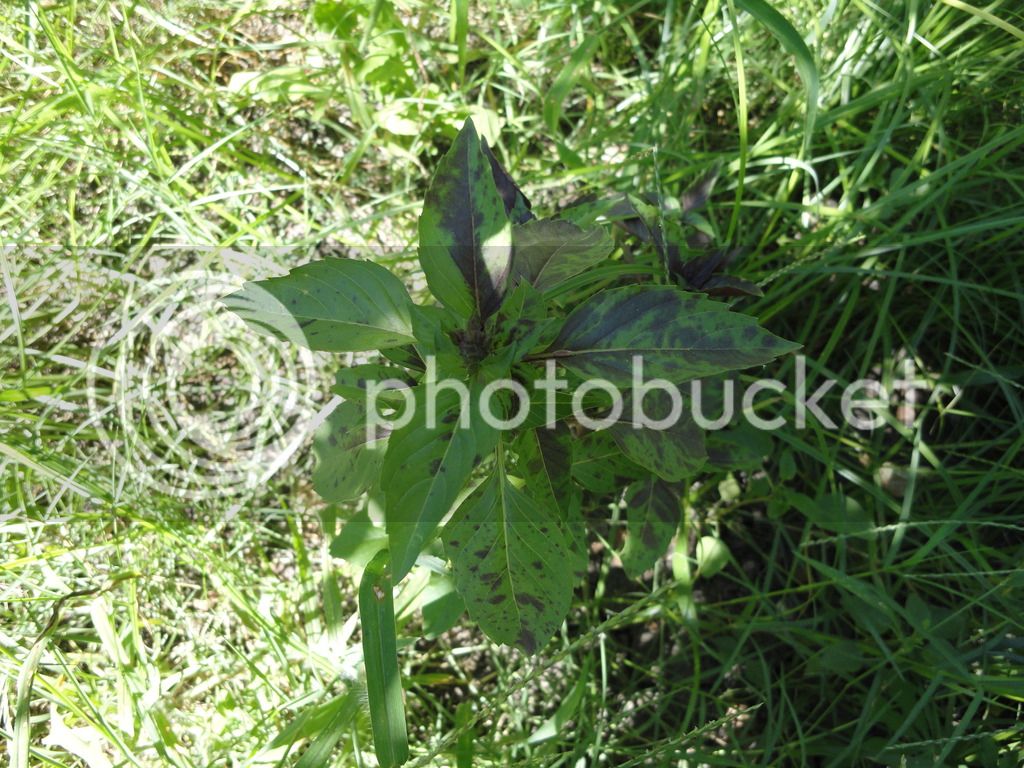 DSC04623_zpshztlyh9z.jpg
