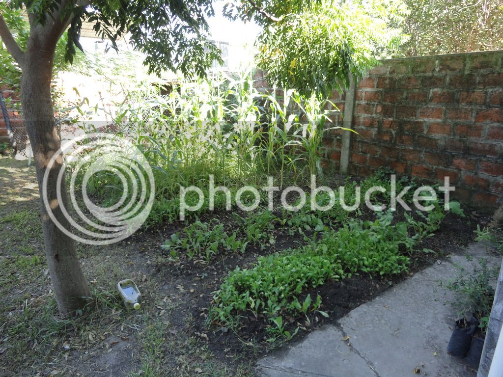 DSC04626_zpsjv6zhg9g.jpg