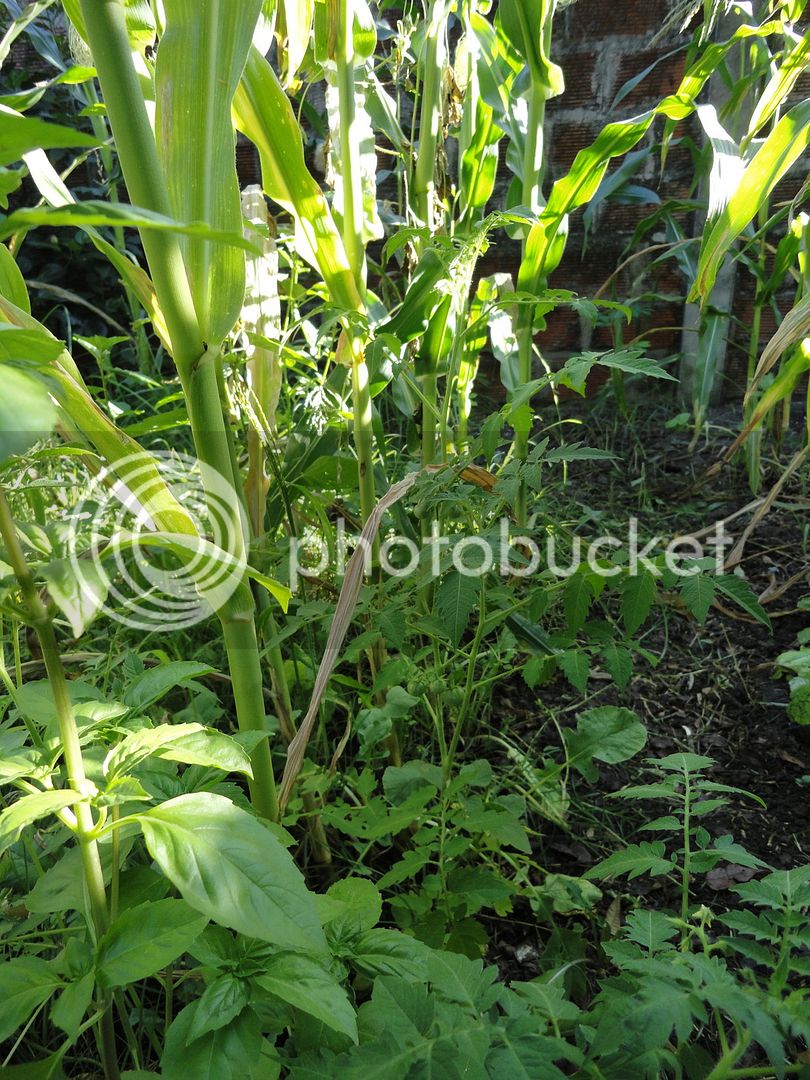 DSC04628_zps1snuvgnq.jpg