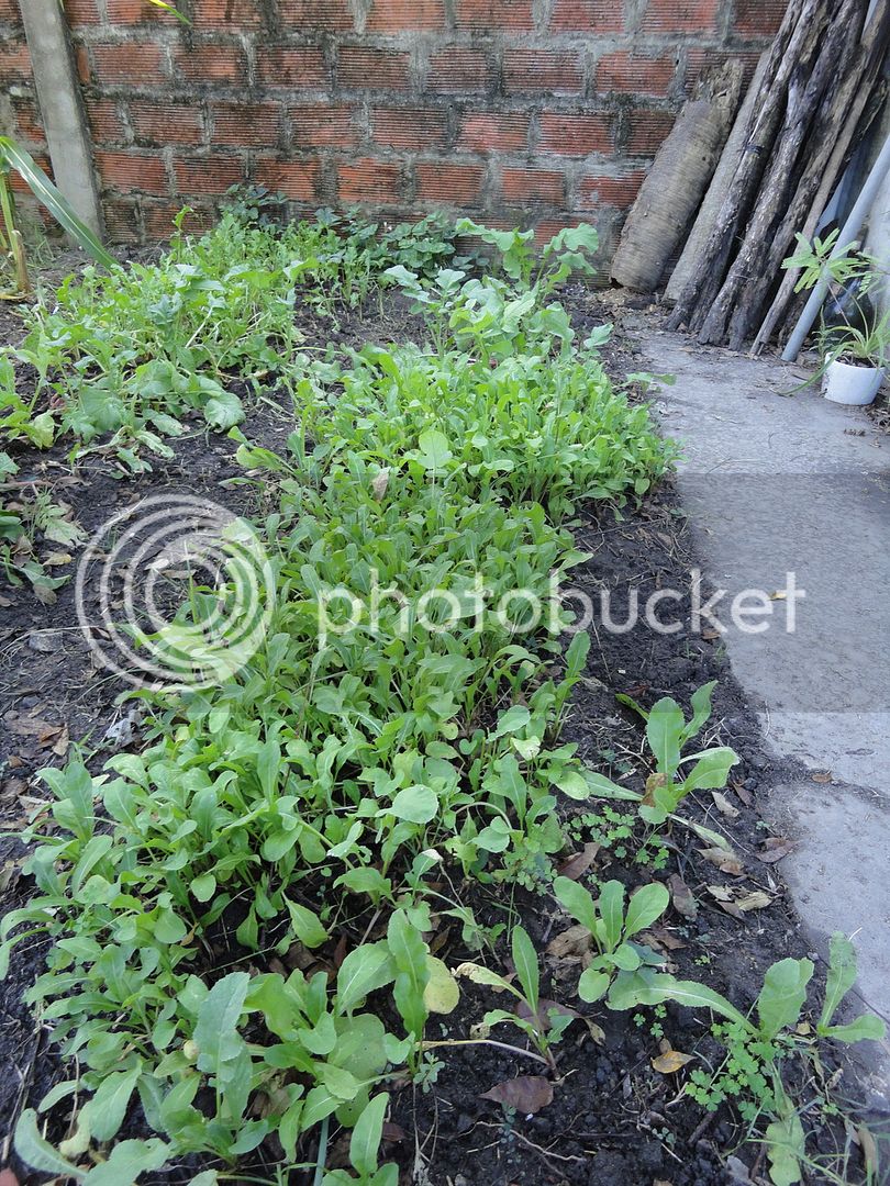 DSC04630_zpsxpuqu5rz.jpg